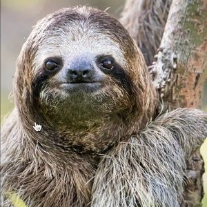 Meet your Posher, Nic